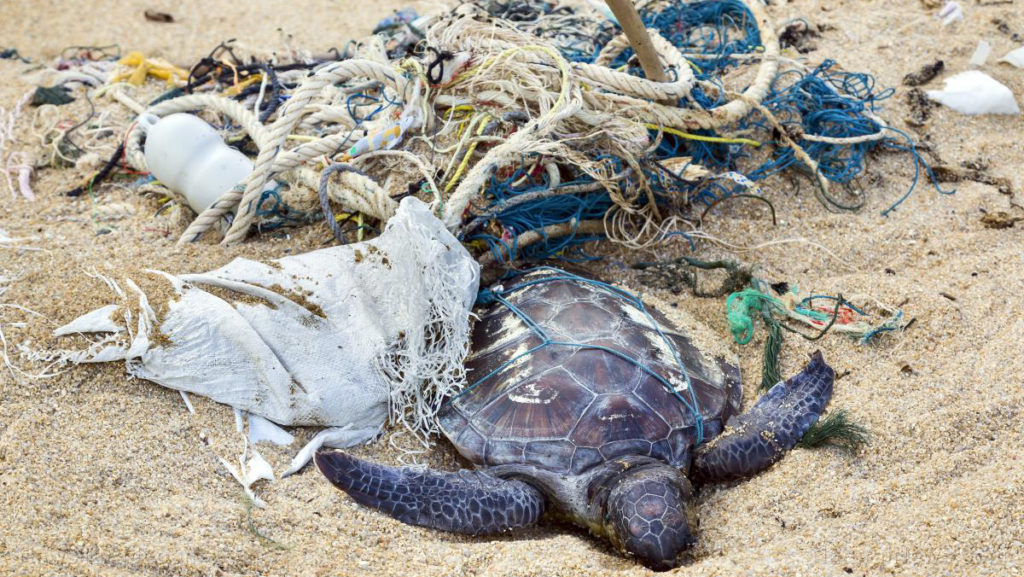 New study finds that 100 PERCENT of sea turtles have plastics in their bellies