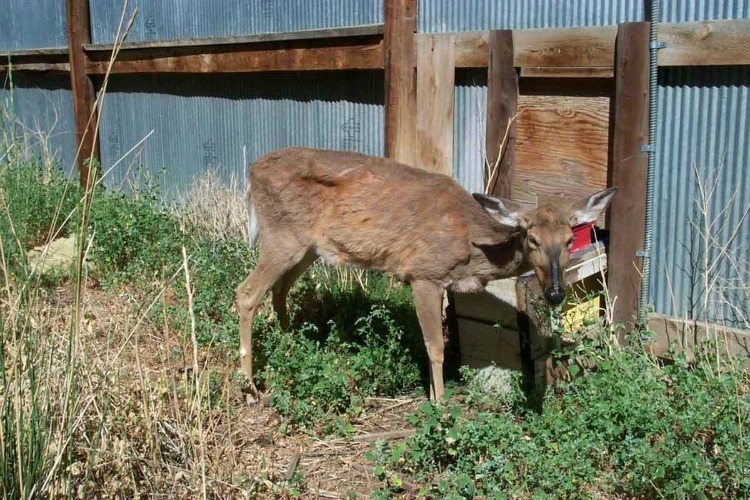 Zombie Deer Disease Rears Its Ugly Head: Canadian Government Issues Stark Warning About ALWAYS FATAL Infection