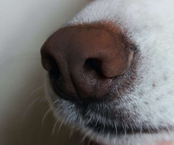 Dogs May Sniff Out Coronavirus Carriers