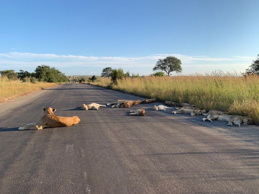 With South Africa In Lockdown, The Lions Can Chill As Much As They Want