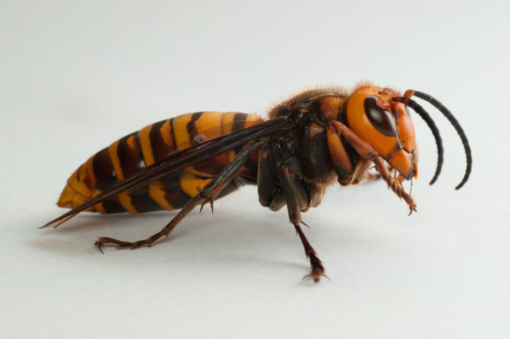OUCH! Giant Asian hornets that can ‘kill with a single sting’ to invade virus-stricken US