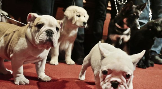 CDC Extends Social Distancing Guidelines To Apply To Pets