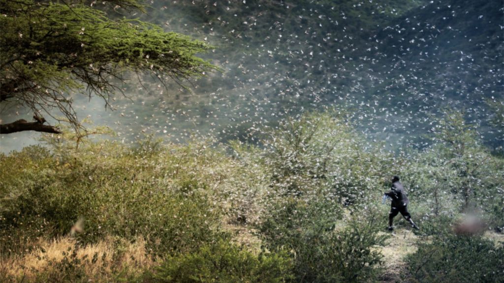 Locusts Swarms Cover 13 Countries; Expected to be 8,000 Times Larger Than Last Year