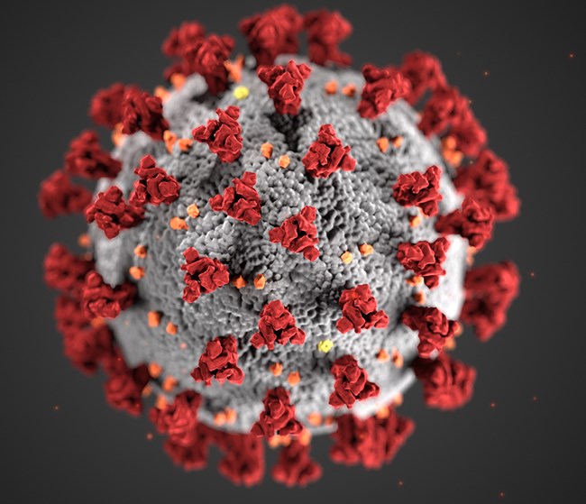 https://www.americanthinker.com/articles/2020/07/how_to_end_the_covid19_epidemic_in_the_us.html