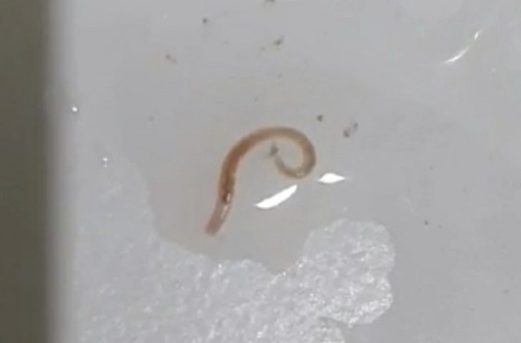 south korea worm tap