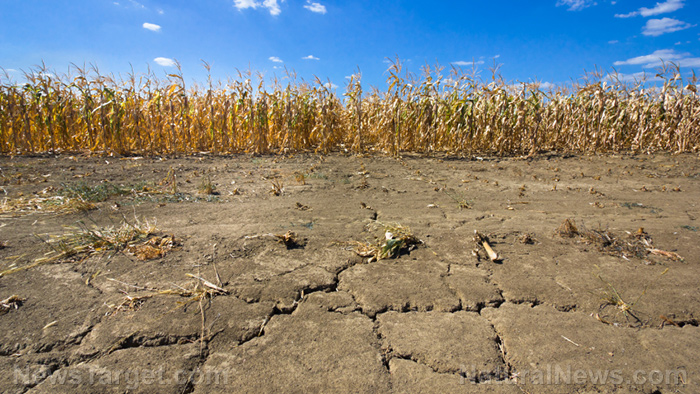 Dried corn fied during draught