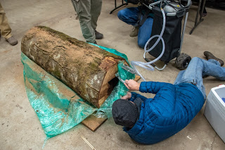 Hundreds of ‘Murder Hornets’ Found Lurking In First Nest Discovered in the U.S.