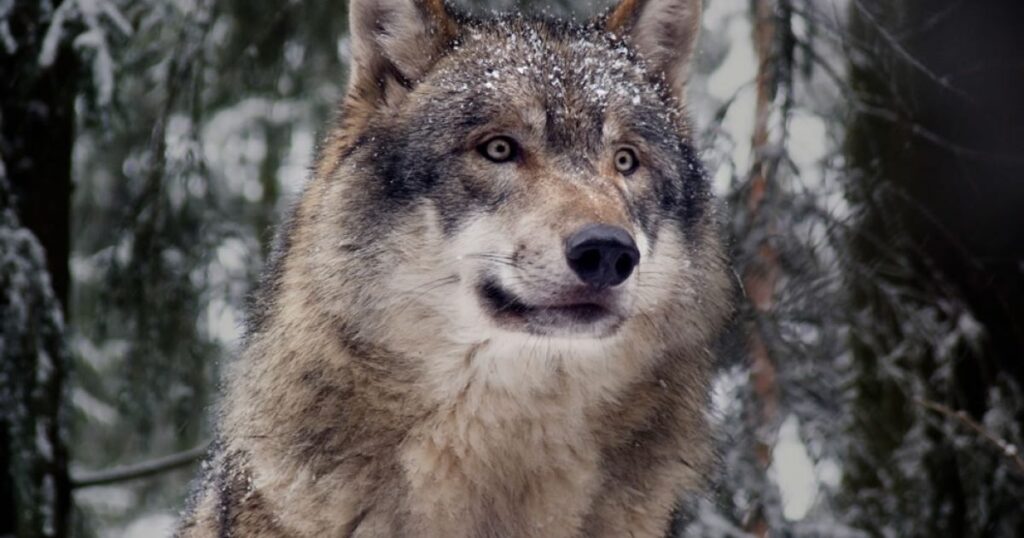 Gray Wolves Spotted in Central California for the First Time in a Century