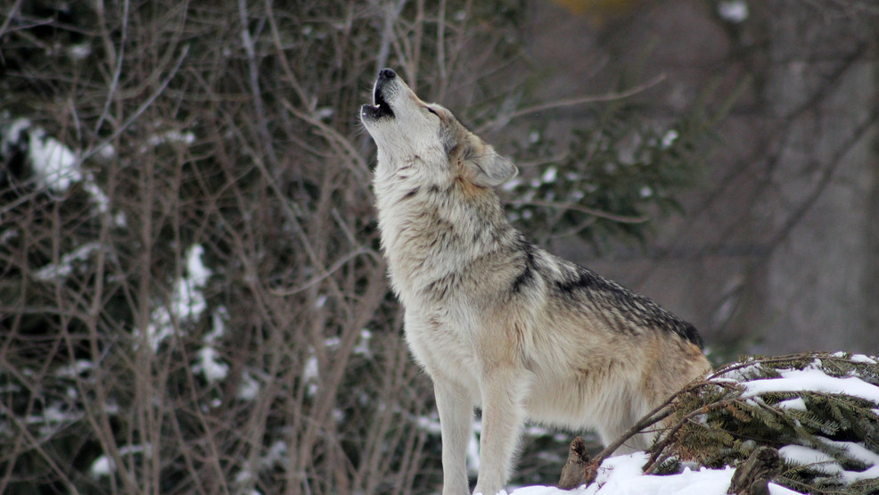 Legislation aims to kill 90 percent of wolves roaming Idaho