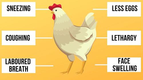 New Cases Of H5N8 Bird Flu Confirmed In Tibet