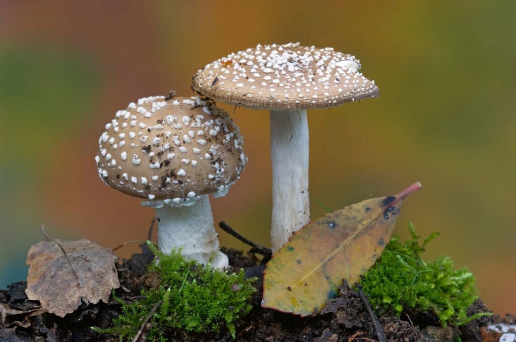 Parasitism in humans Many pathogenic fungi are parasitic in humans and are known to cause diseases