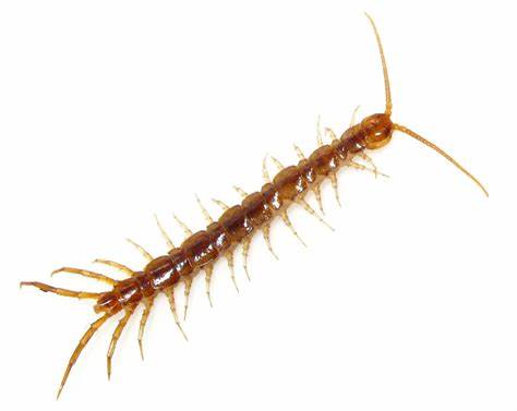 Scalar controlled gentech centipedes or normal Brown centipedes, the most common type, not Hybrid Insects (HI-MEMS) are in my body.