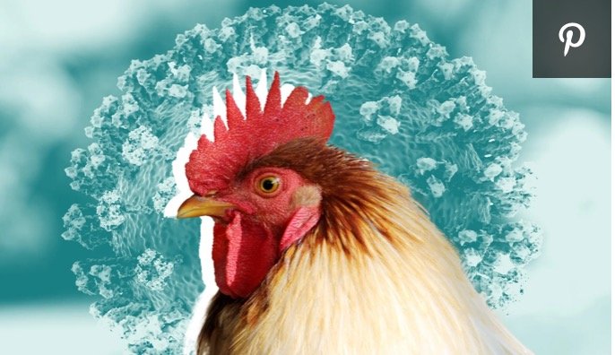 Case of Human Bird Flu Reported in China, State Media Claims Risk of Large-Scale Transmission Low