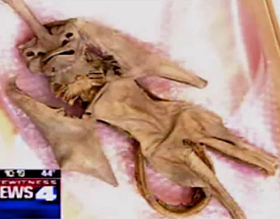 The Executed: Clones, Doubles, & Vril Lizard Reptilian Parasites