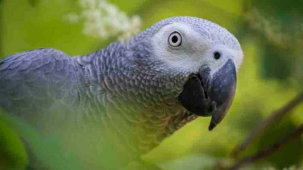 Five parrots separated at UK zoo after encouraging each other to swear at guests