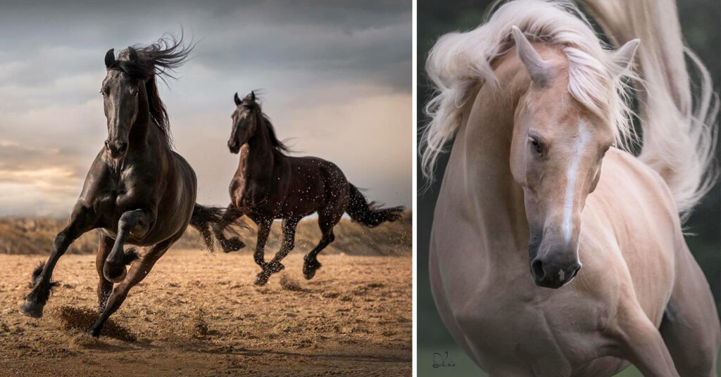 Photographer Captures the Awesome Power of Draft Horses in Her Dramatic Equine Action Shots
