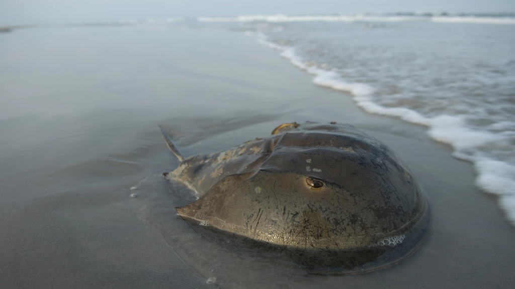 Horseshoe crab blood is key to making a COVID-19 vaccine—but the ecosystem may suffer.