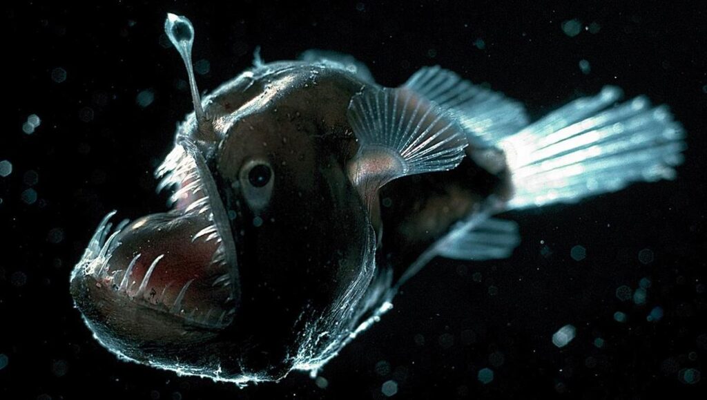 What Lies Beneath: 17 Awesome Undersea Animals