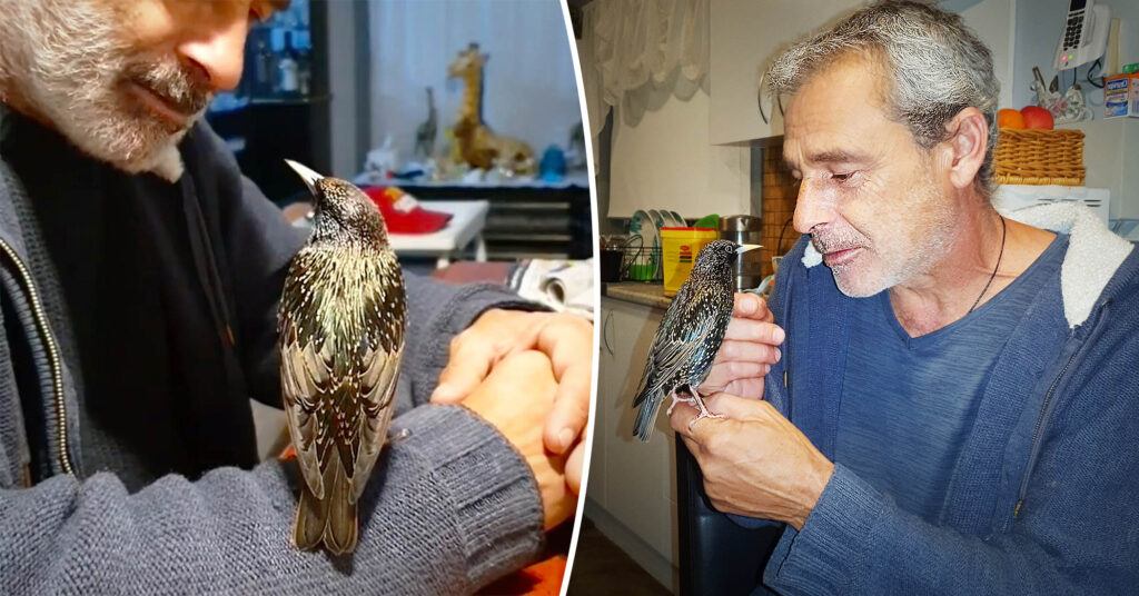 Aussie Man Nurses Abandoned Bird to Health—Teaches Him to Whistle Football Team Anthem