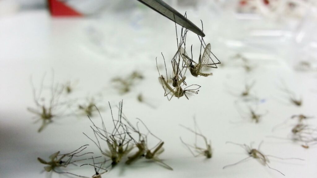 First malaria vaccine could be rolled out to billions as World Health Organization experts give approval