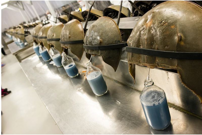 Horseshoe crabs are bled at the Charles River Laboratory in Charleston, South Carolina. PHOTOGRAPH BY TIMOTHY FADEK, CORBIS/GETTY