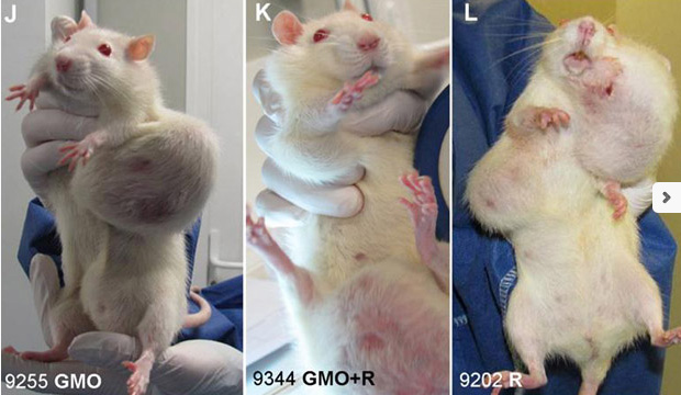 First-Ever Lifetime Feeding Study Finds Genetically Engineered Corn Causes Massive Tumors, Organ Damage, and Early Death