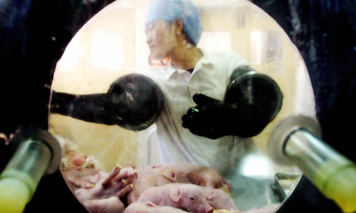 End Times Prophecy – the Days of Noah – Hybrids – Return of the Nephilim – Chinese Scientists Produce Genetically Modified Pigs for Human Transplant