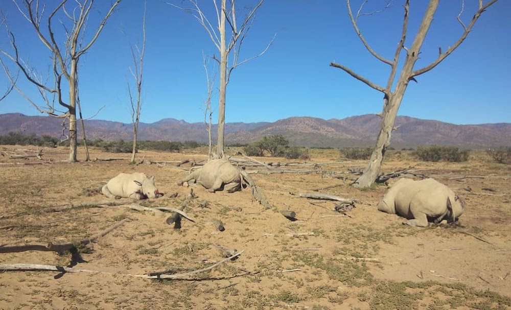 South Africa: About 24 rhino carcasses found in SA game reserves in past two weeks