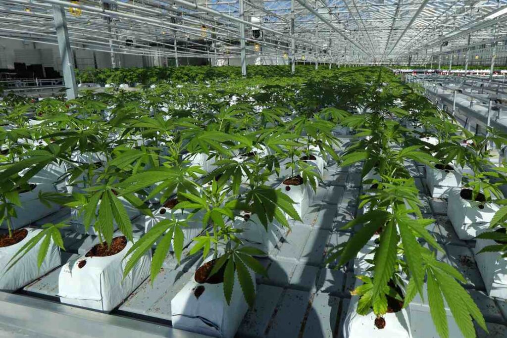 Pot Industry in California on Verge of Collapse