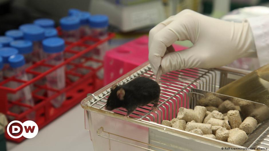 Berlin's Charite hospital kills over 1,000 test animals