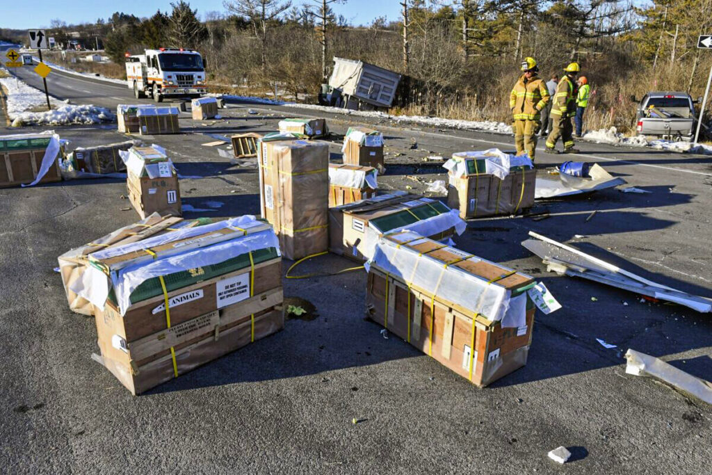 All 100 Lab Monkeys Accounted for After Several Escape Crash