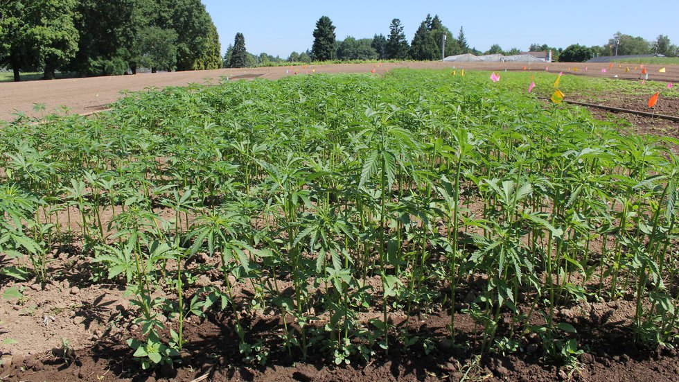 Research shows hemp compounds prevent COVID-19 virus from entering human cells, study says