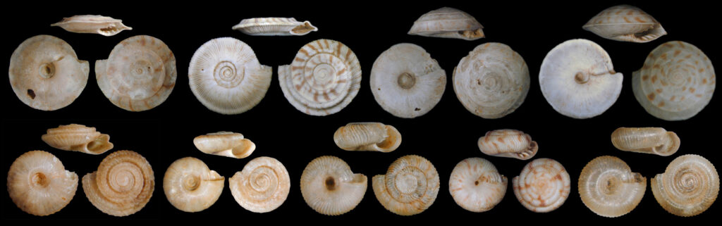 Strong evidence shows Sixth Mass Extinction of global biodiversity in progress