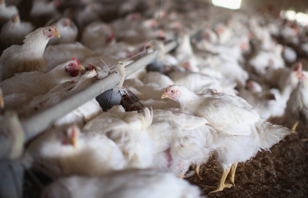 Bird Flu Detected in Kentucky, Virginia, Indiana as Outbreak Spreads: Officials