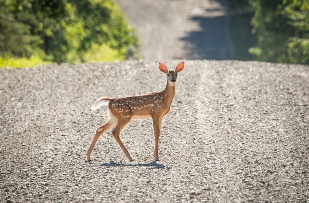 Deer in NY Infected With COVID-19 Omicron Variant: Study