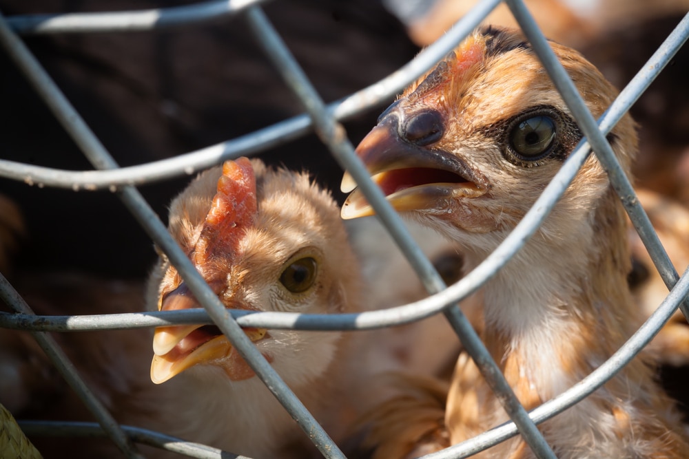 Bird flu continues to spread across America. Has now been detected in Michigan and Delaware
