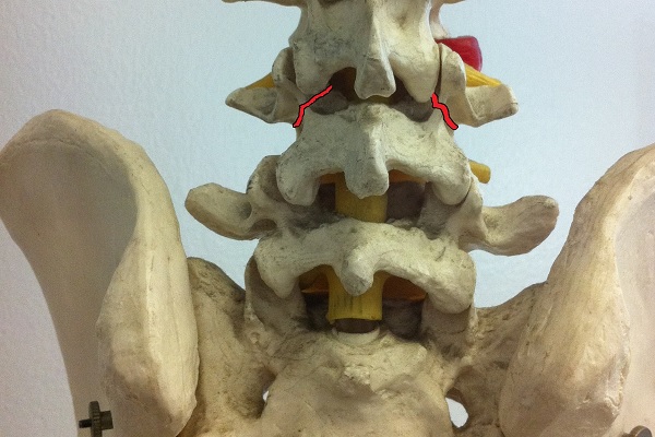 COVID Did Not Panic Chiropractors. Why Not?