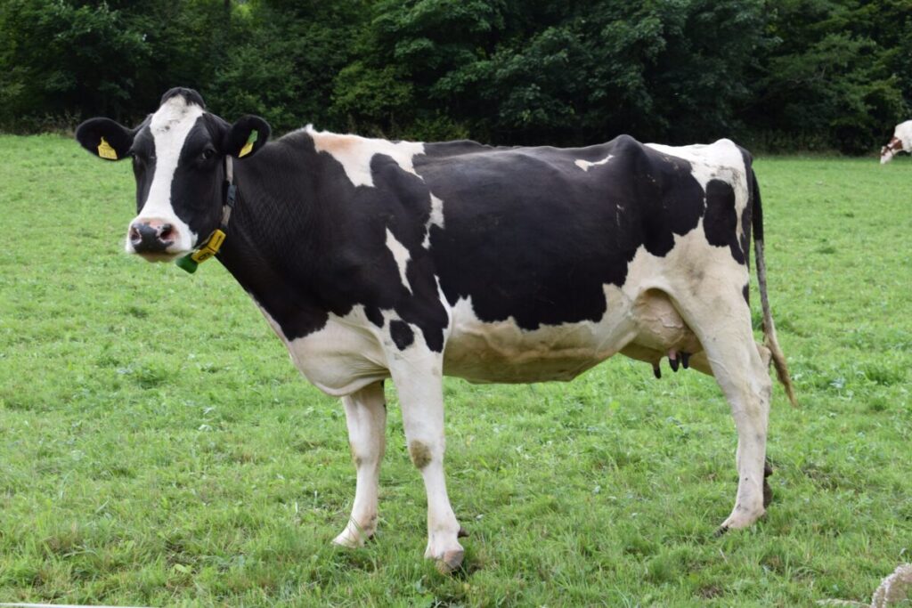 This Is Why Your ‘Locally Butchered’ Beef Might Actually Come From China