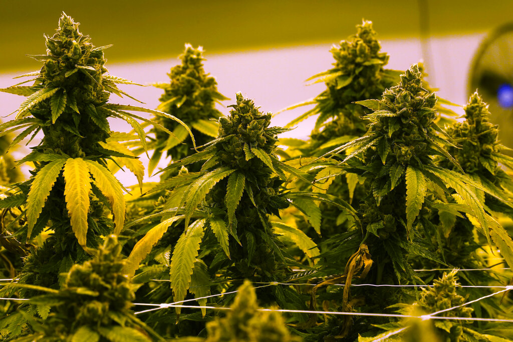 Marijuana Legalization Linked to Addiction Dependency, Homelessness, and Youth Addiction: Rep. Good