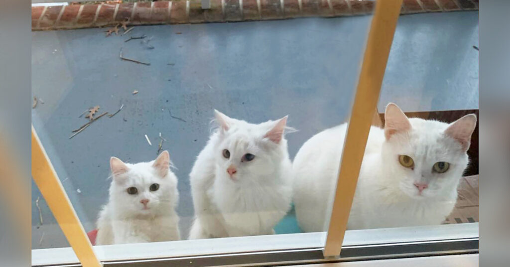 Pregnant Cat Seeking Help Brings 2 Older Kittens to Stranger’s Door, Gives Birth to 5 More