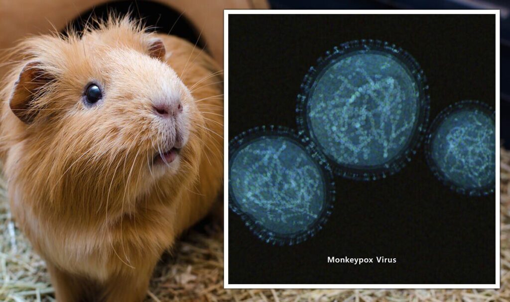 Monkeypox horror: Pets could be CULLED to stop spread as health experts sound alarm