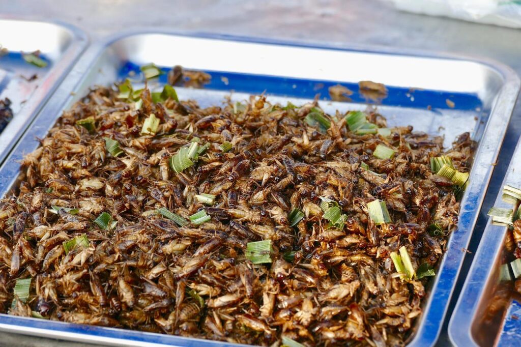 Primary School Children in Wales Could be Offered Menu of Crickets, Mealworms & Other Insects