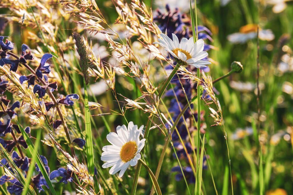 Sorry, U.S. News & World Report, Plant Growth Is Good, Not a Climate Harm