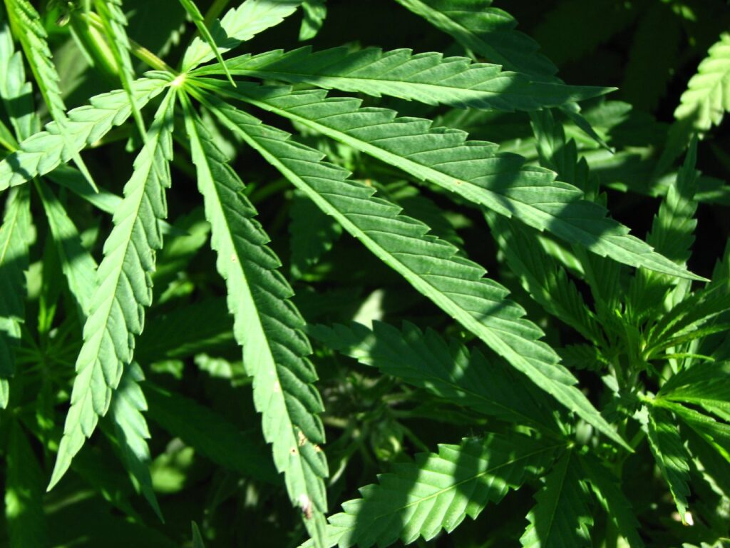 144 Million Americans Now Live in States with Legal Recreational Marijuana