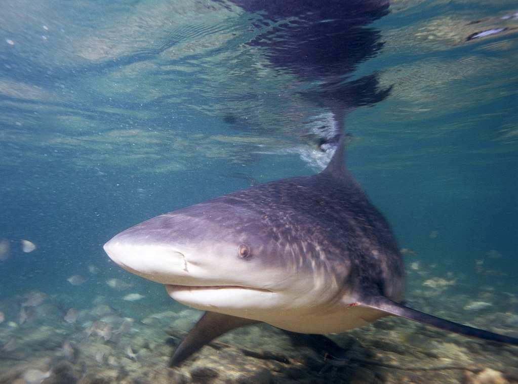 Air Force personnel rescue 8 capsized boat victims from circling bull shark off Florida coast