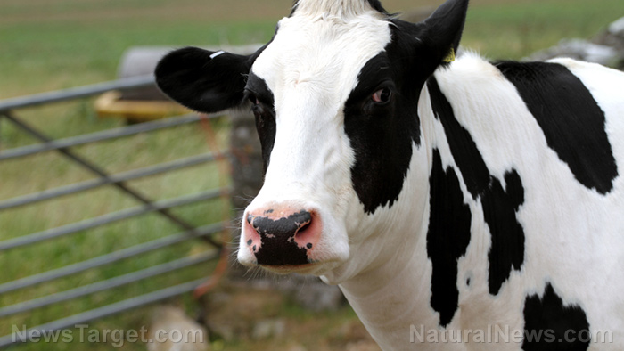 The end of meat? Dutch “green” policies force dairy farmer to cull 95% of his herd