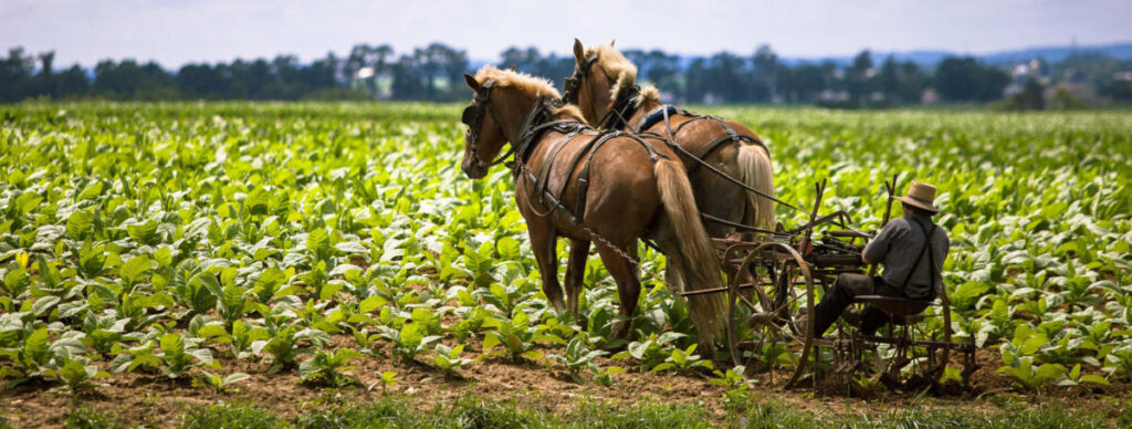 Amish Farm Under Threat From Feds For Refusing To Abandon Traditional Farming Practices (Video)