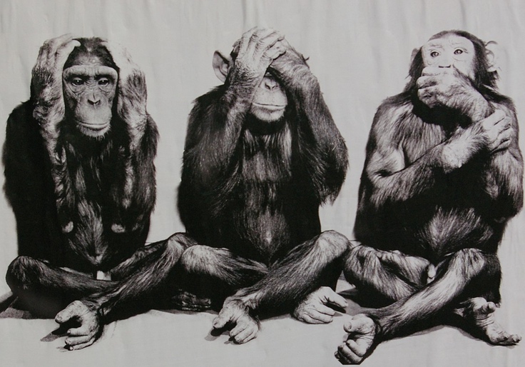Report: Fear of Monkeypox Is Making People Attack Monkeys