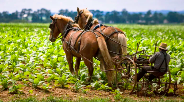 Armed Feds Target Amish Farmer in PA For Farming in Accordance With His Religion and Cutting Out the Government “Middle Man”
