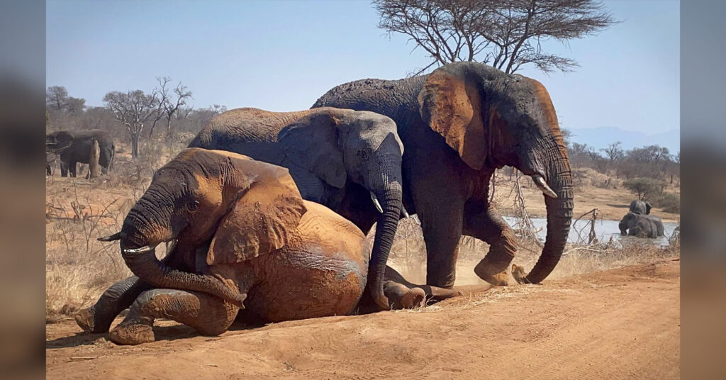 How Many Elephants Can You Spot in This South African Herd? Hint: You Might Need X-ray Eyes to See Them All